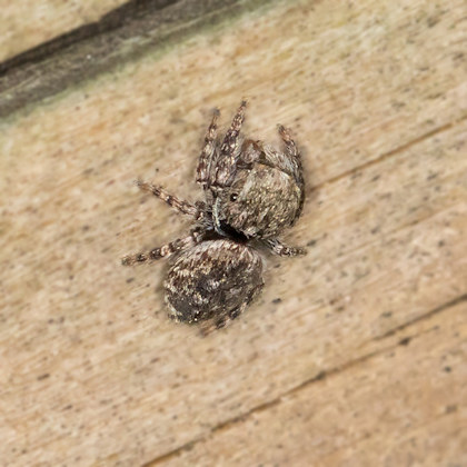 Jumping Spider (Simaetha tenuidens) (Simaetha tenuidens)